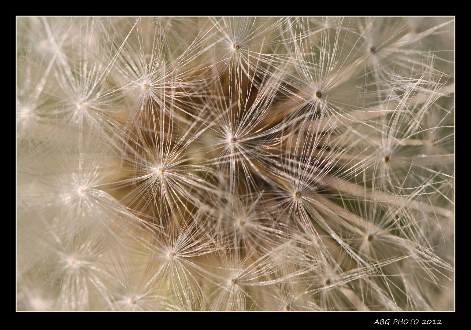 Pusteblume