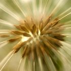 Pusteblume