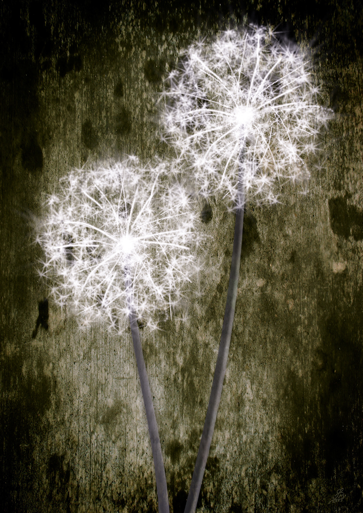 Pusteblume