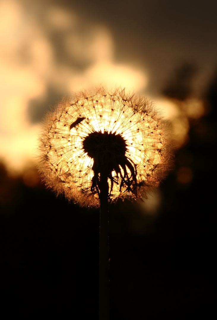 Pusteblume