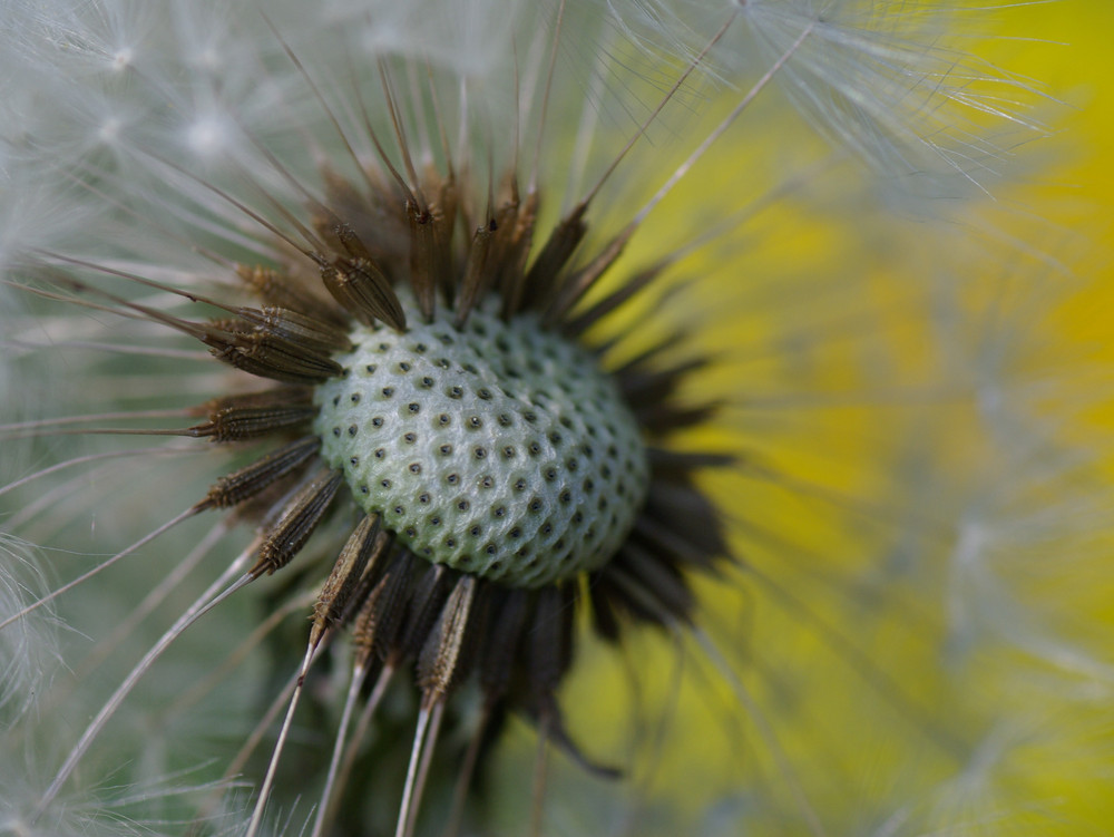 Pusteblume