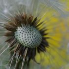 Pusteblume