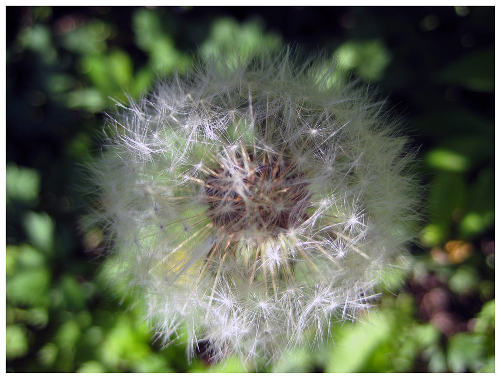 Pusteblume