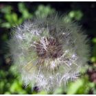 Pusteblume