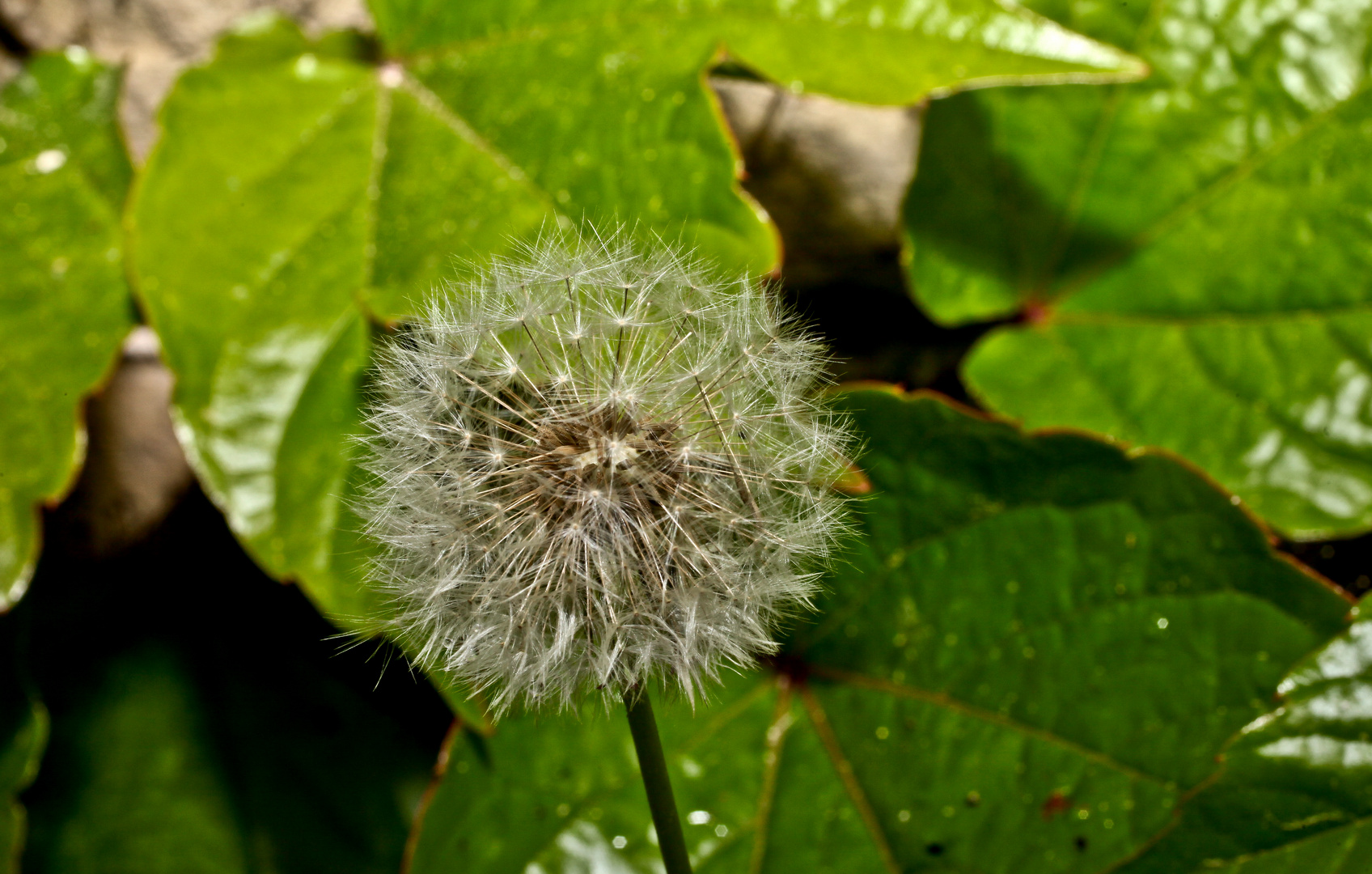 Pusteblume