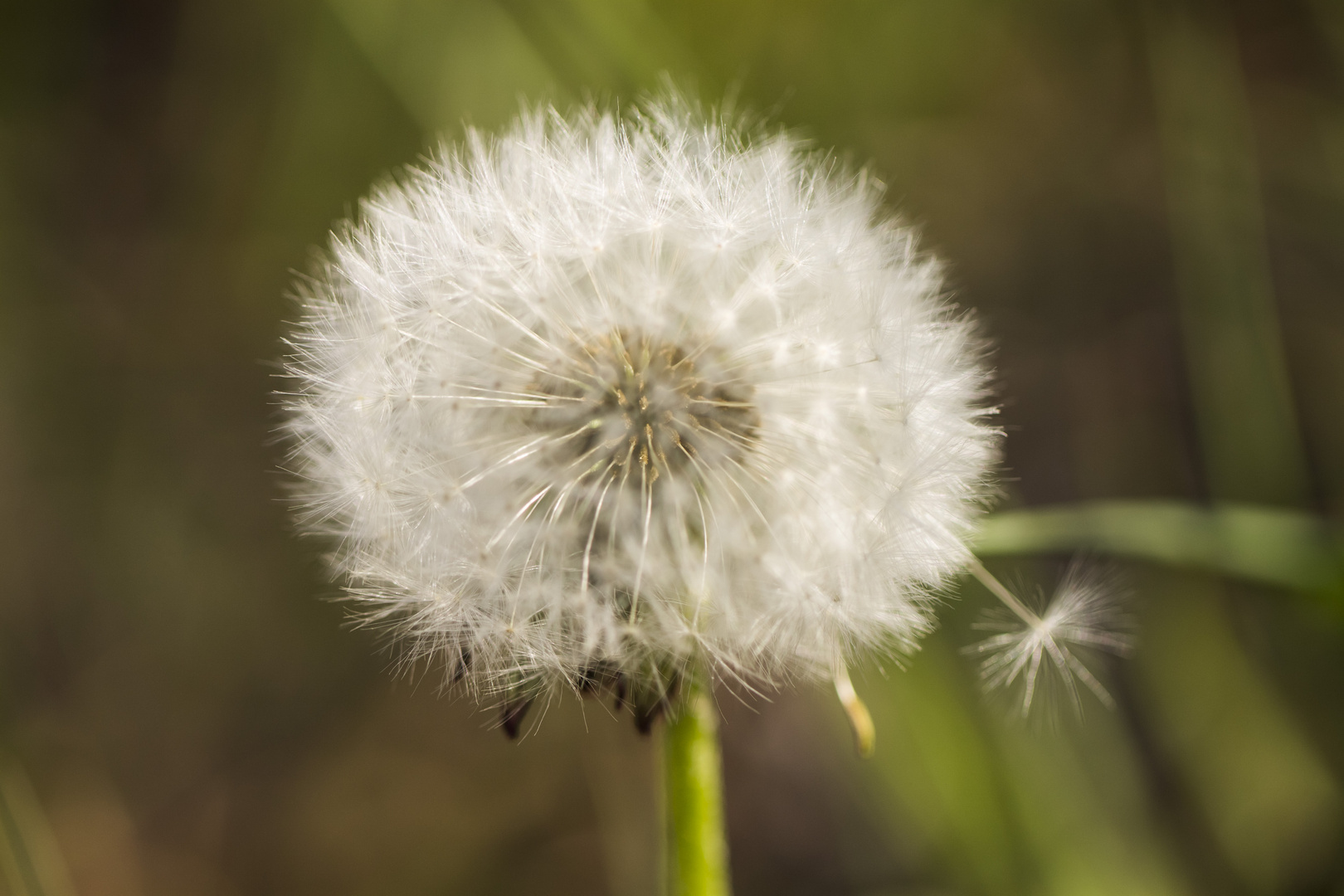 Pusteblume