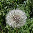 Pusteblume