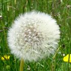 Pusteblume