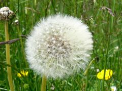 Pusteblume