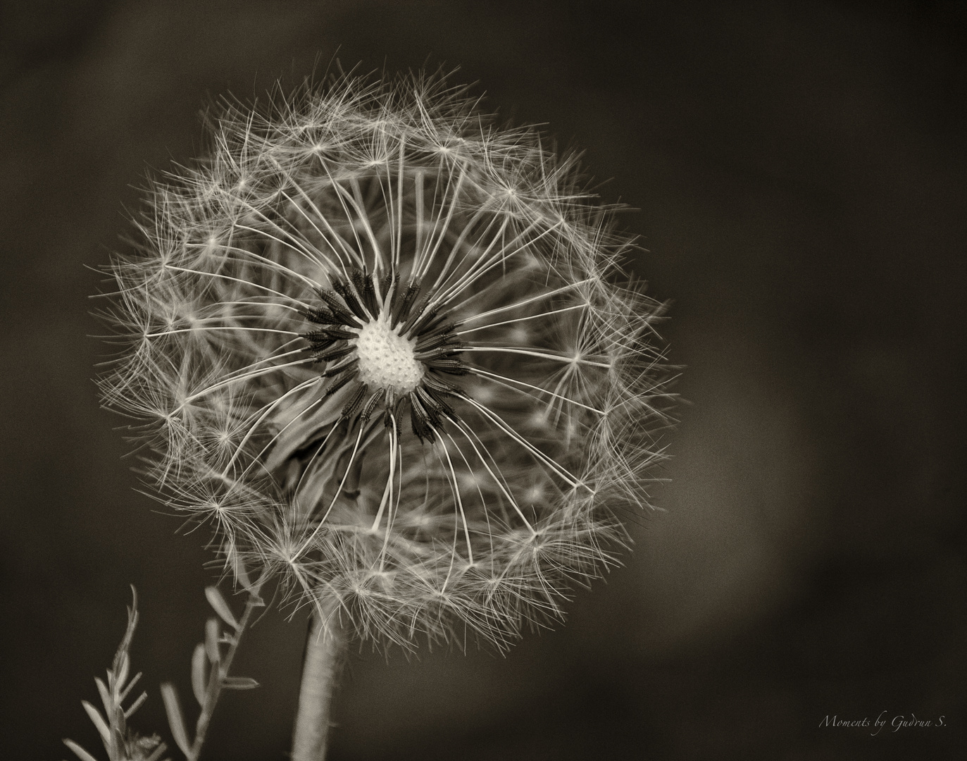 Pusteblume