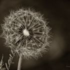 Pusteblume