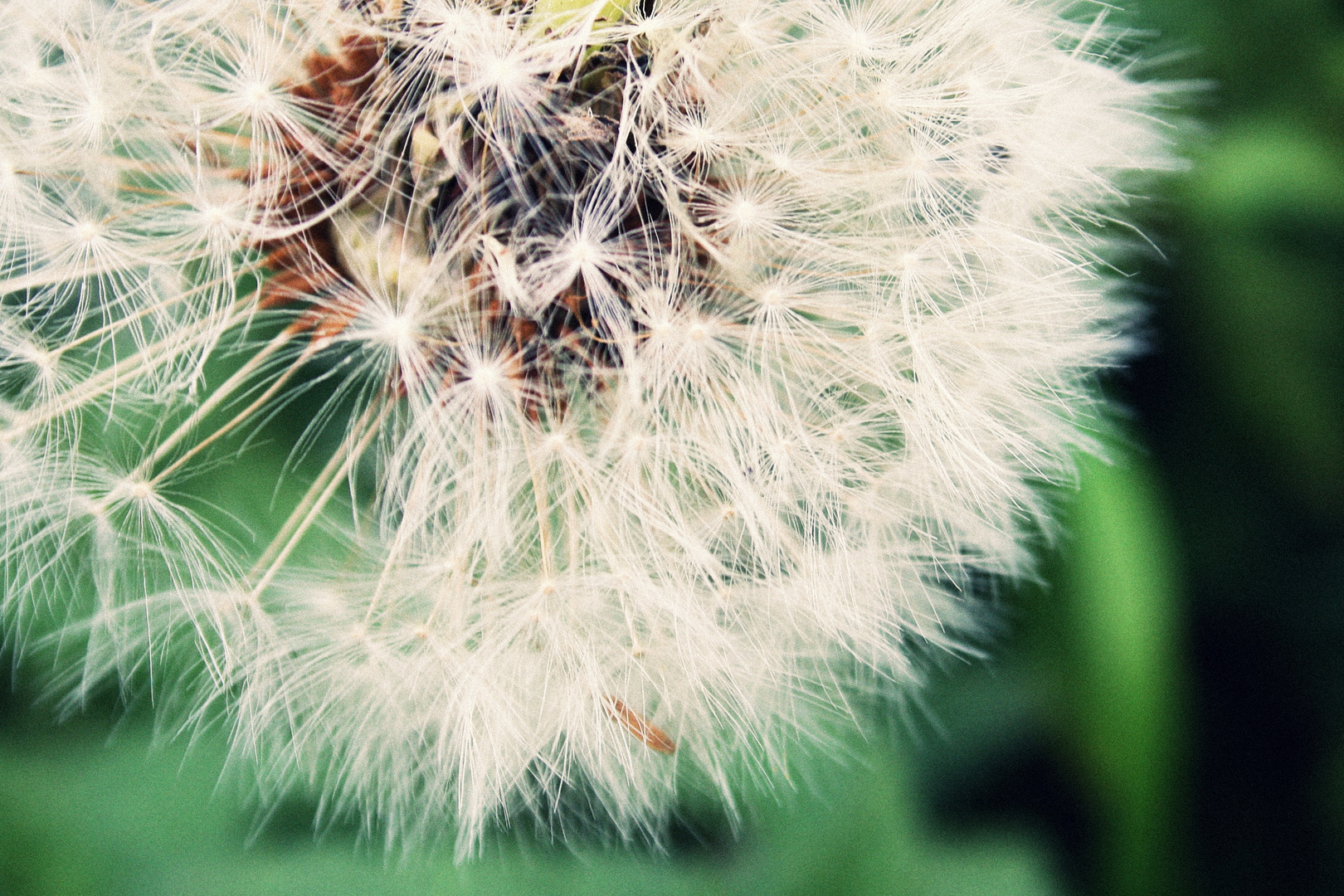 pusteblume (: