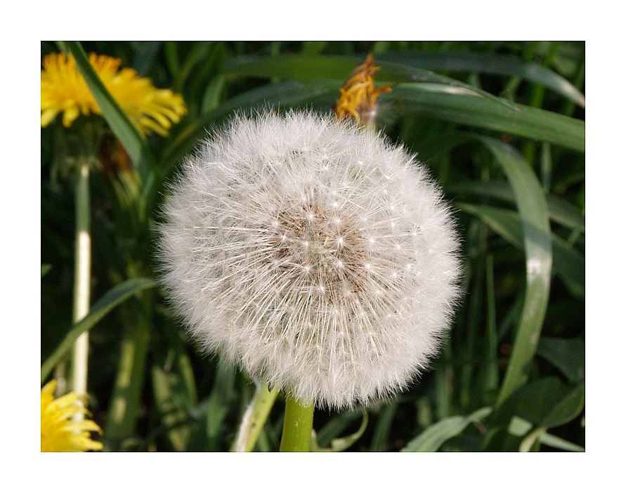 Pusteblume