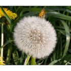 Pusteblume