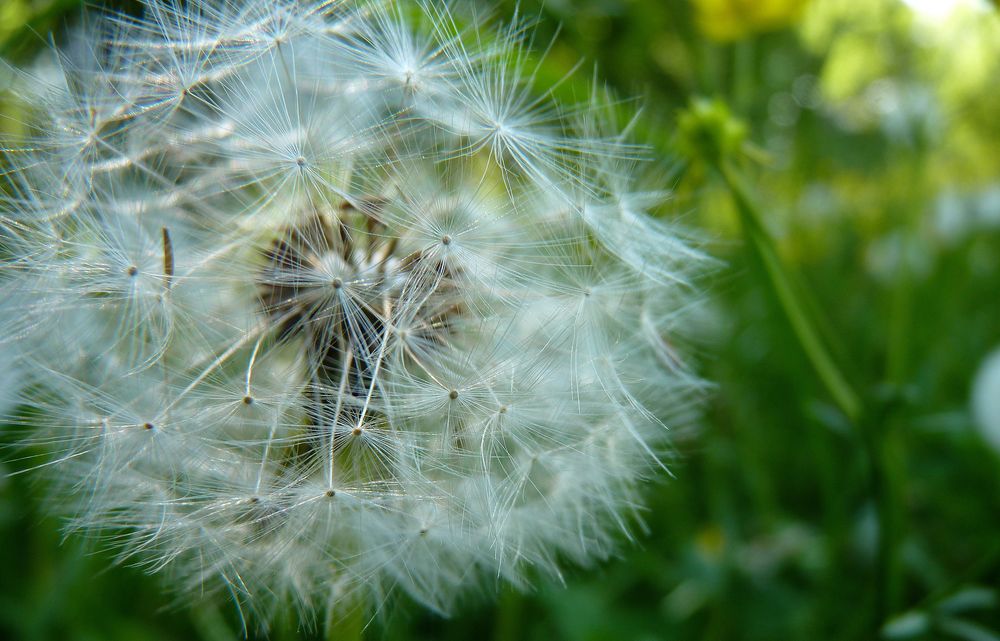 Pusteblume