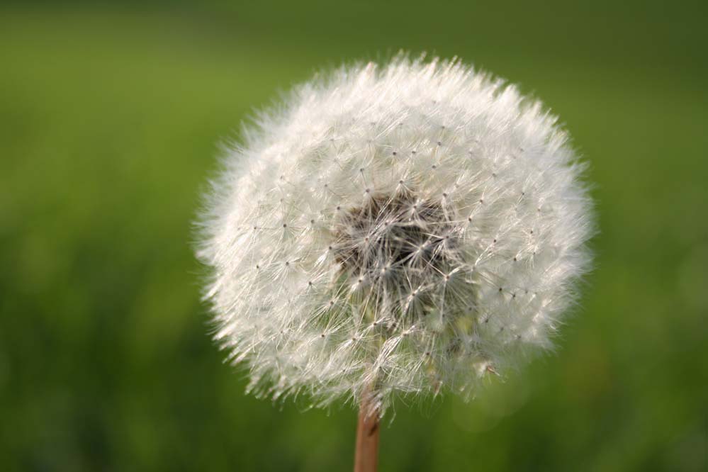 ..Pusteblume..