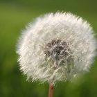 ..Pusteblume..