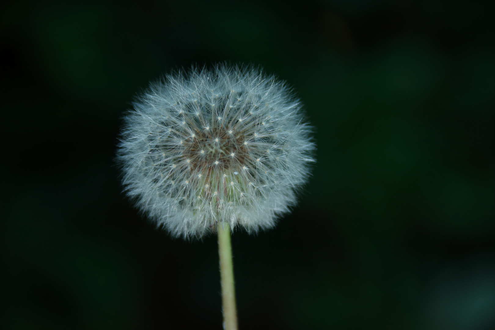 Pusteblume