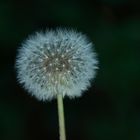 Pusteblume