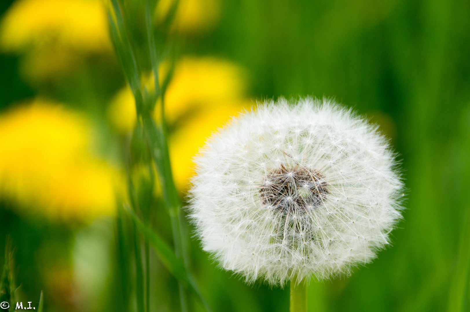 Pusteblume