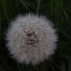 Pusteblume