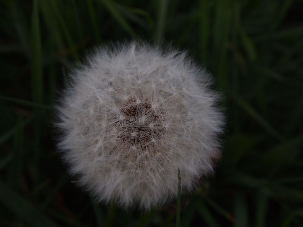 Pusteblume