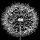 Pusteblume