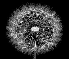 Pusteblume