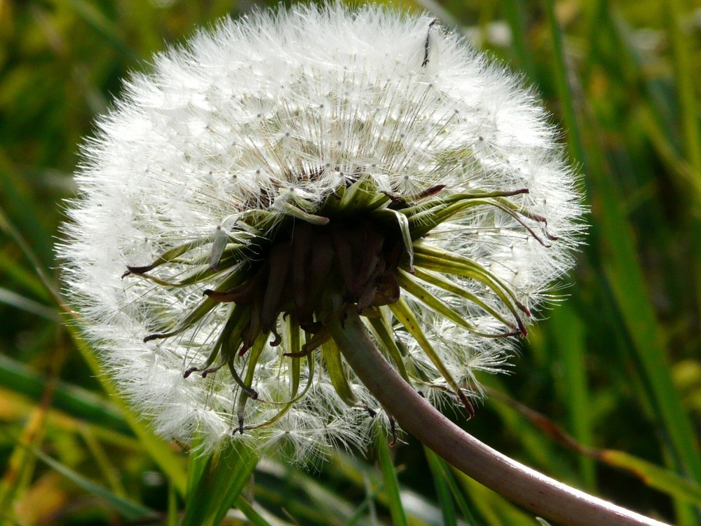 Pusteblume