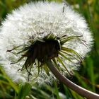 Pusteblume