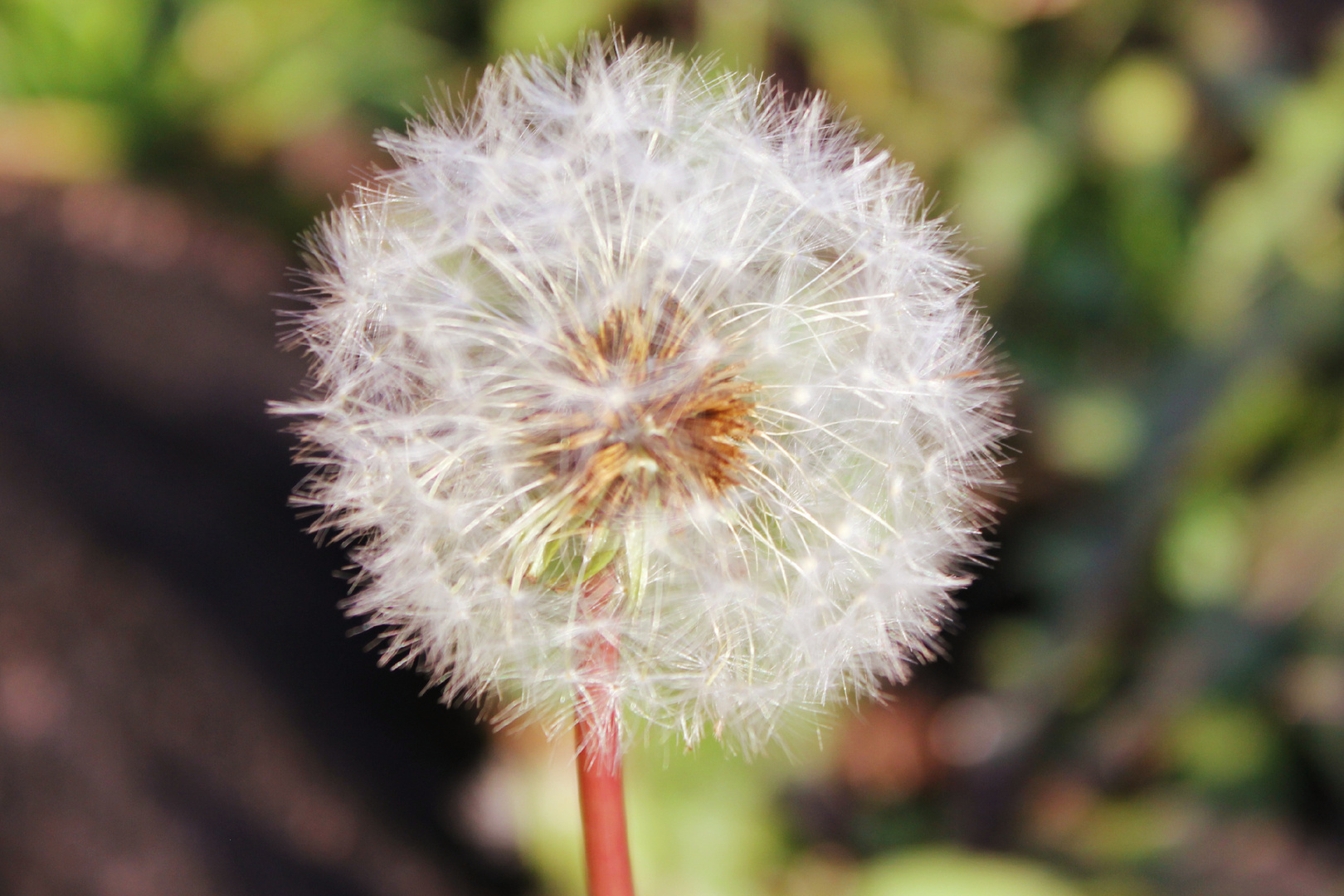 Pusteblume