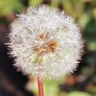 Pusteblume