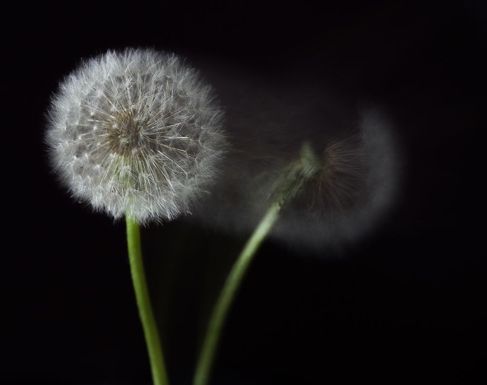 Pusteblume