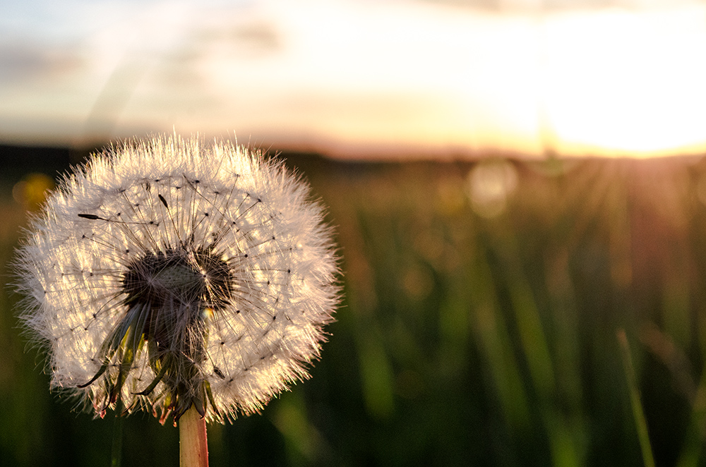 Pusteblume