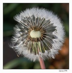 Pusteblume...