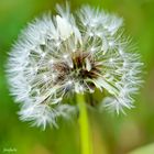 Pusteblume...