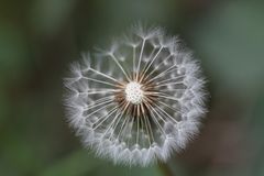 Pusteblume