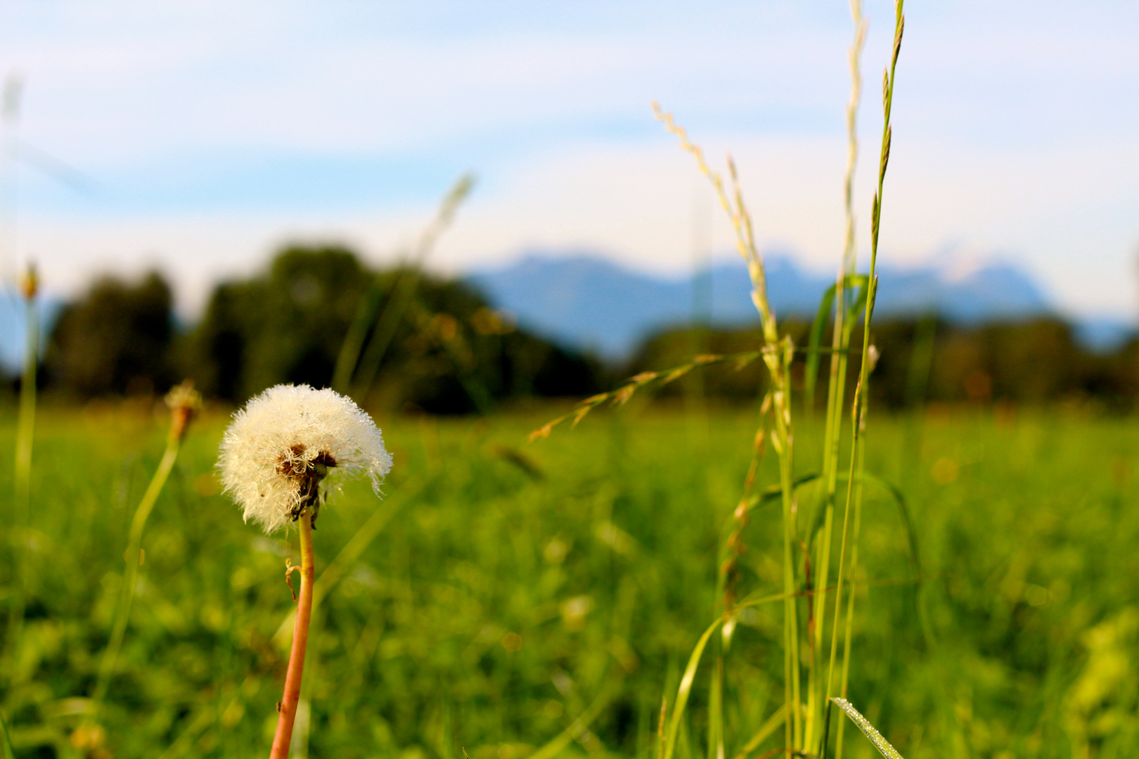 Pusteblume