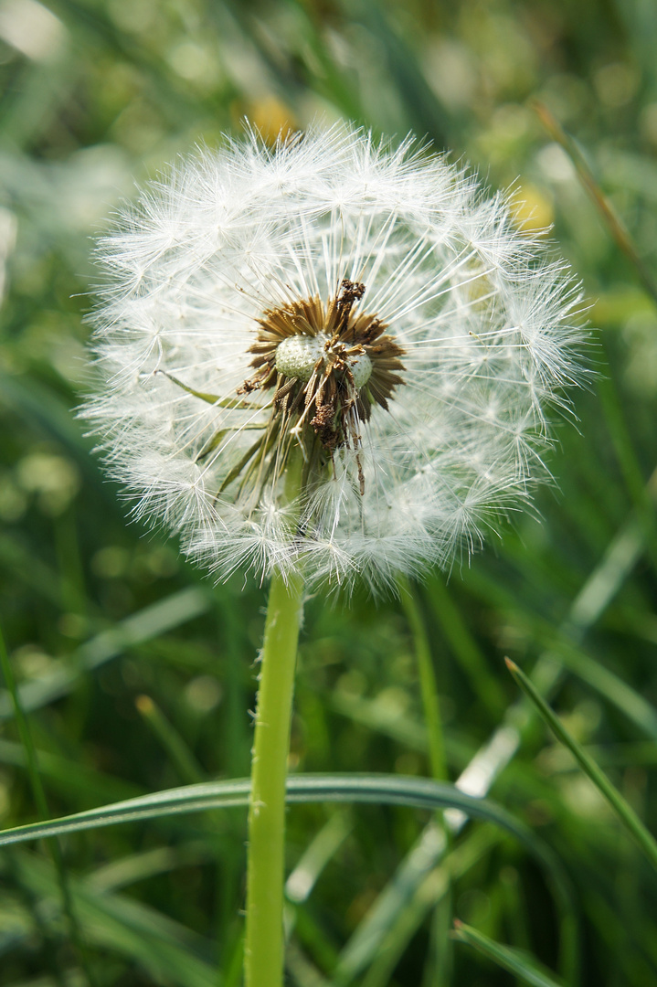 Pusteblume