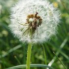 Pusteblume