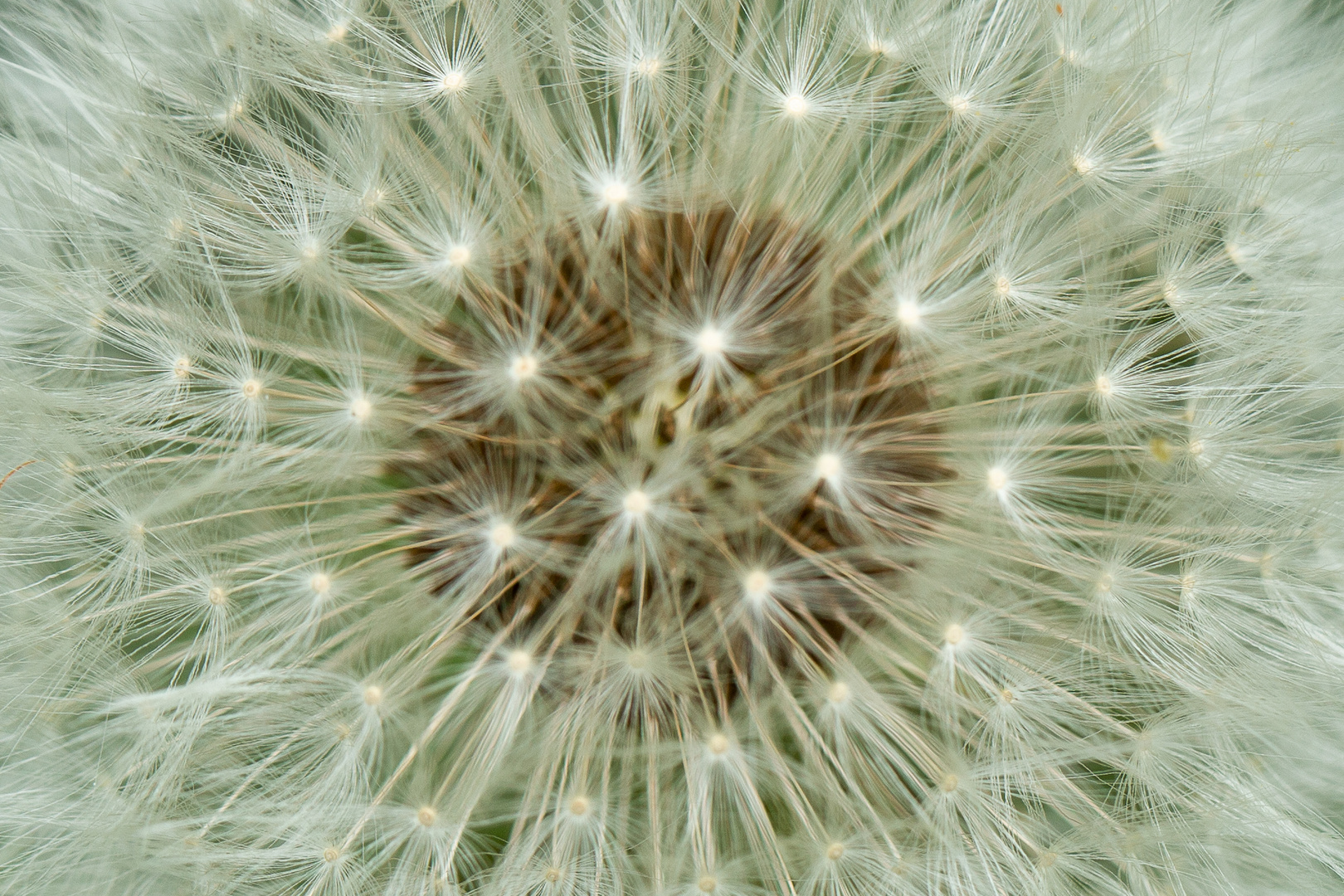 Pusteblume