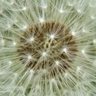 Pusteblume