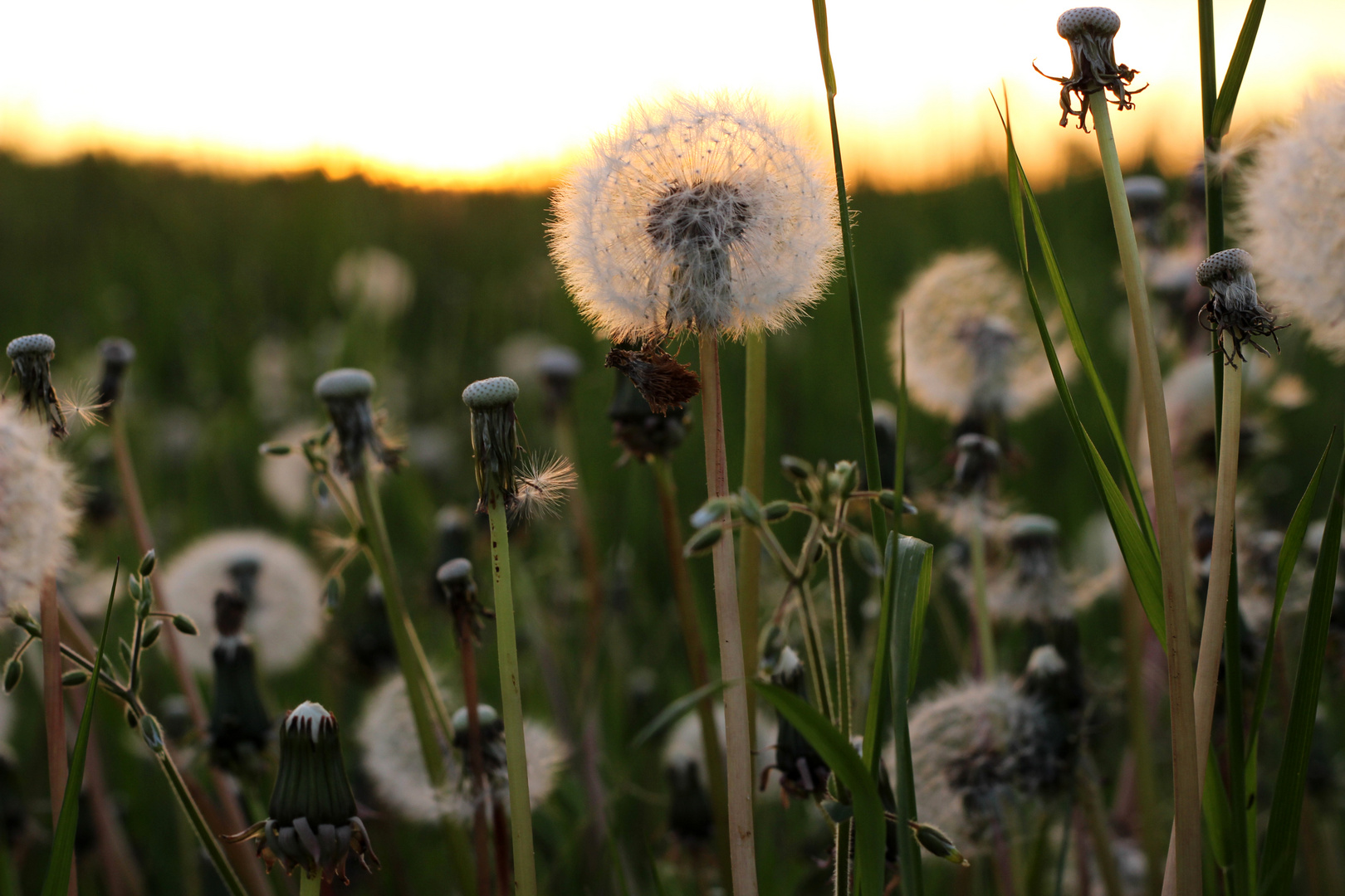 Pusteblume 