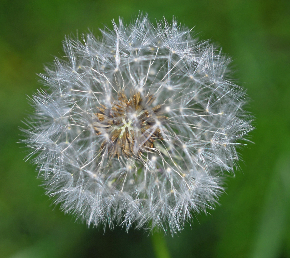 Pusteblume