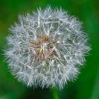 Pusteblume