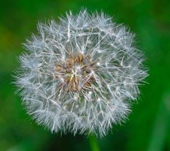 Pusteblume