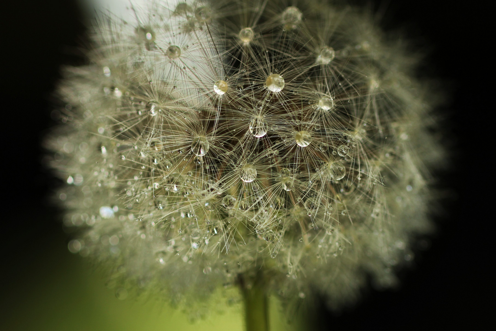 Pusteblume