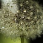 Pusteblume