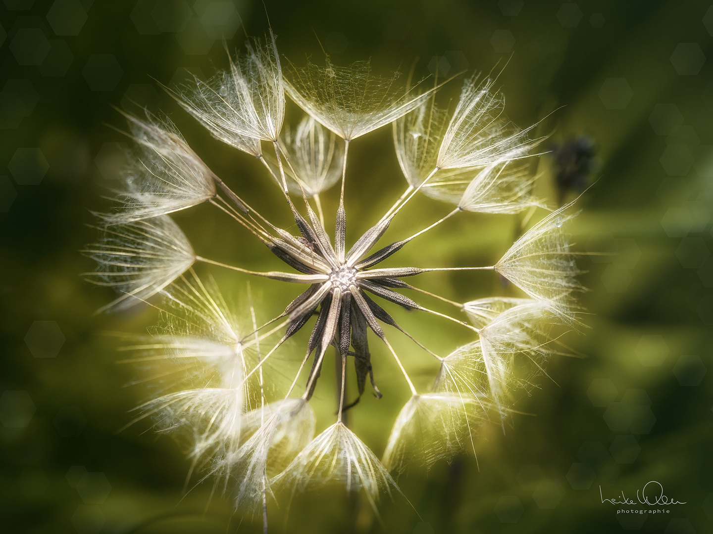 Pusteblume