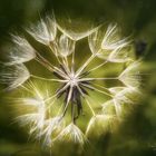 Pusteblume